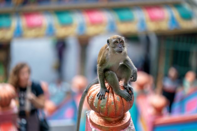 The capital of Malaysia, Kuala Lumpur, is one of our favorite places to visit in the country.