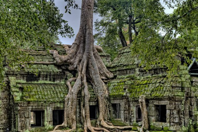 One of the most prominent features of this temple is the huge 500-year-old tree weaving its way through the temple&rsquo;s structure.