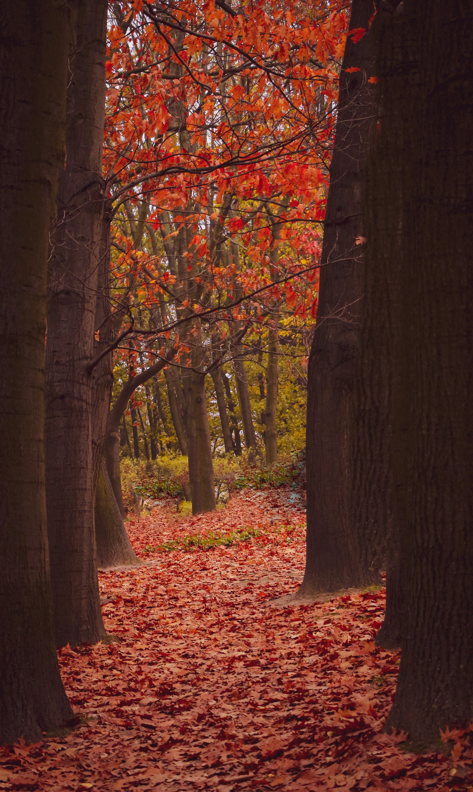 The Park itself is a lovely area and worth exploring. The trees are especially attractive in autumn as the leaves begin to change colour to yellow, orange and brown before they finally fall as winter arrives.